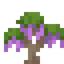 Purple Wisteria Sapling