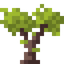 Magnolia Sapling
