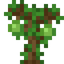 Olive Sapling