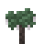 Cottonwood Sapling