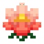 Waterlily