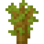 Acacia Sapling