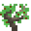 Sour Cherry Sapling