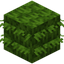 Bamboo Thatch
