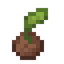 Coconut Sprout