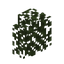 Birch Hedge