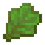 Sea Lettuce