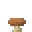Shiitake Mushroom