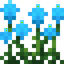 Cyan Amaranth