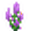 Potted Hyssop