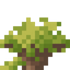 Socotra Shrub