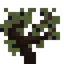 Purple Blackthorn Sapling