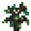 Buddhas Hand Sapling