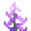 Foxglove