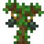 Avocado Sapling