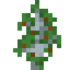 Sycamore Fig Sapling