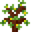 Ultra Ginkgo Sapling