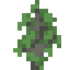 Sugar Maple Sapling