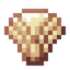 Seashell