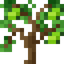 Lime Sapling