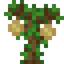 Pistachio Sapling