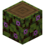 Flowering Spruce Log