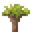 Socotra Sapling