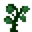 Greenheart Sapling