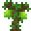 Breadfruit Sapling