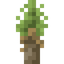 Joshua Sapling