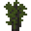 Sandalwood Sapling