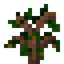 Nectarine Sapling