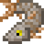 Muskellunge