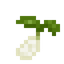 Garlic Seed
