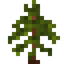 Redwood Sapling