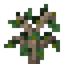 Cultivated Pear Sapling
