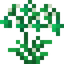 Thornbloom