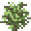Bush Stem
