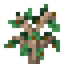 Tangerine Sapling