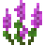 Small Magenta Lupine