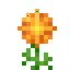 Orange Cosmos