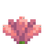 Cactus Flower