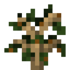 Mango Sapling