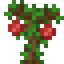 Lychee Sapling