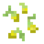 Corn Kernels