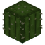 Barrel Cactus