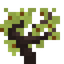 Wild Cherry Sapling