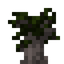 Carob Sapling