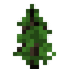 Lawson Cypress Sapling