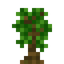 Kiwi Sapling